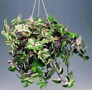 Wandering Jew